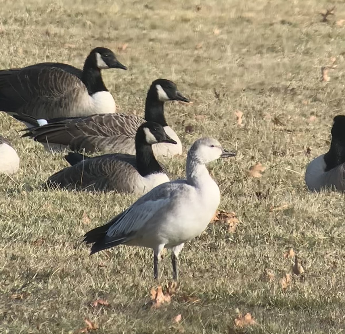 אווז שלג - ML646471243
