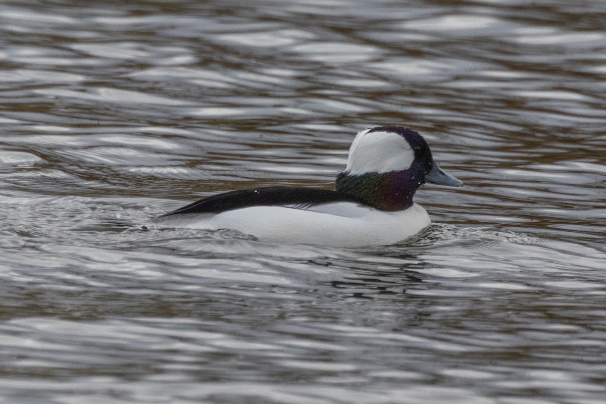 hohol bělavý - ML646471244