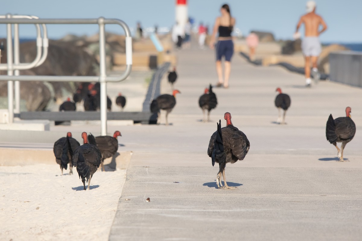 tabon brunátný - ML646471245