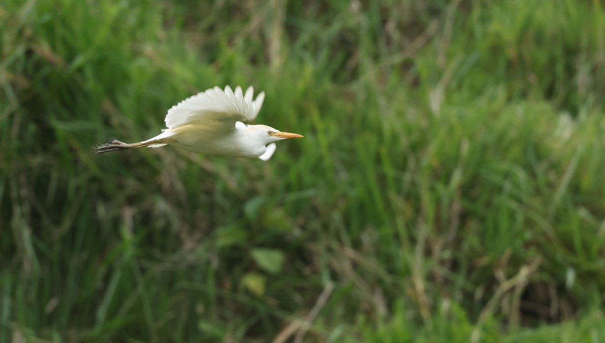 Héron garde-boeufs - ML646471246