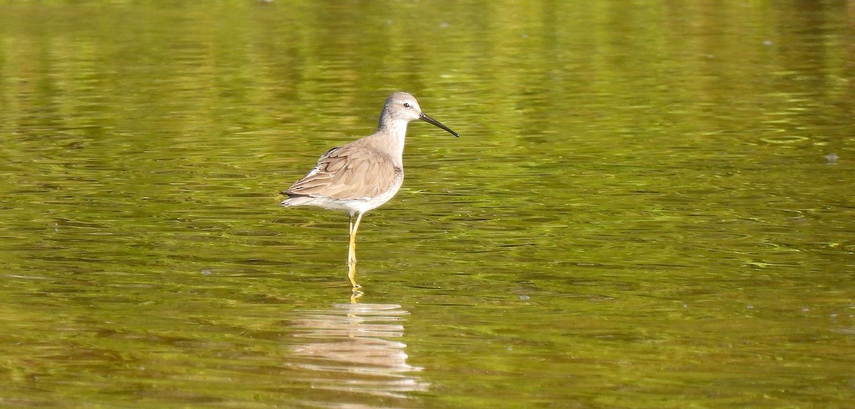 Stilt Sandpiper - ML646471247
