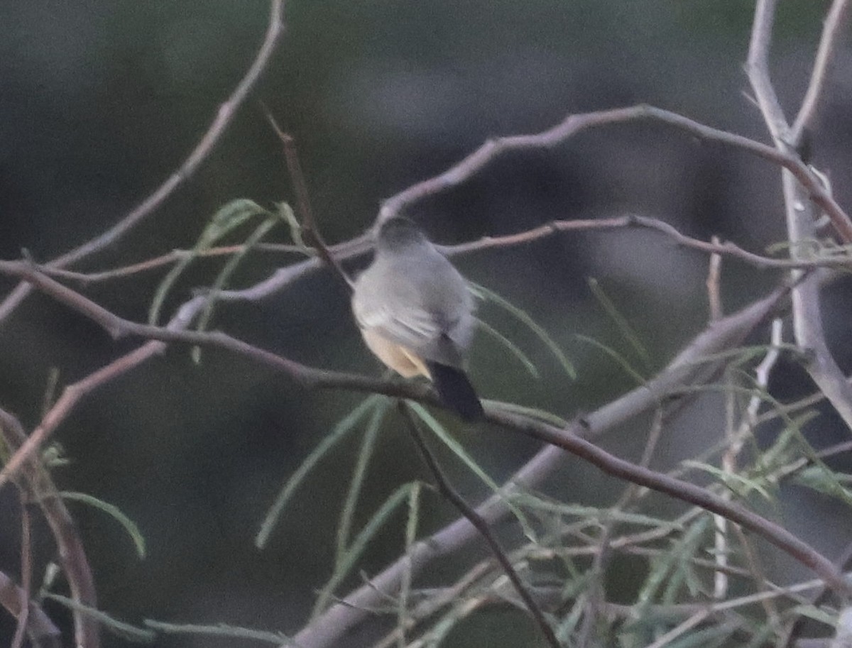 Mosquero Llanero - ML646471248