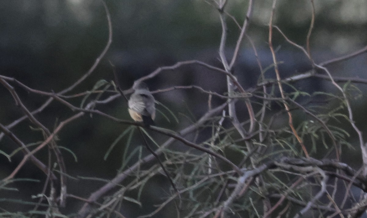 Mosquero Llanero - ML646471249