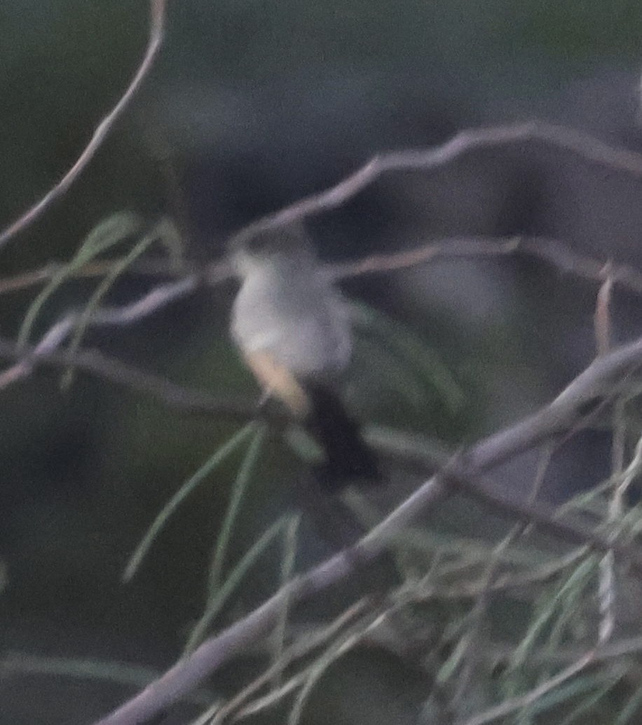 Mosquero Llanero - ML646471250