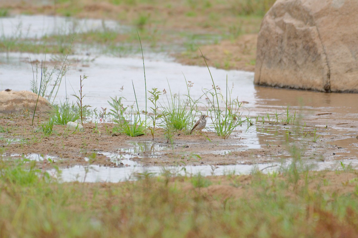 Groundscraper Thrush - ML646471251
