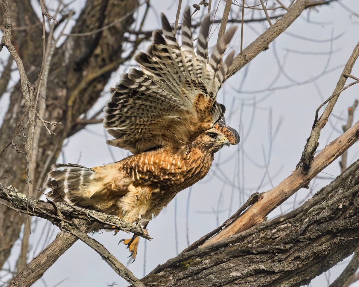 Red-shouldered Hawk - ML646471252