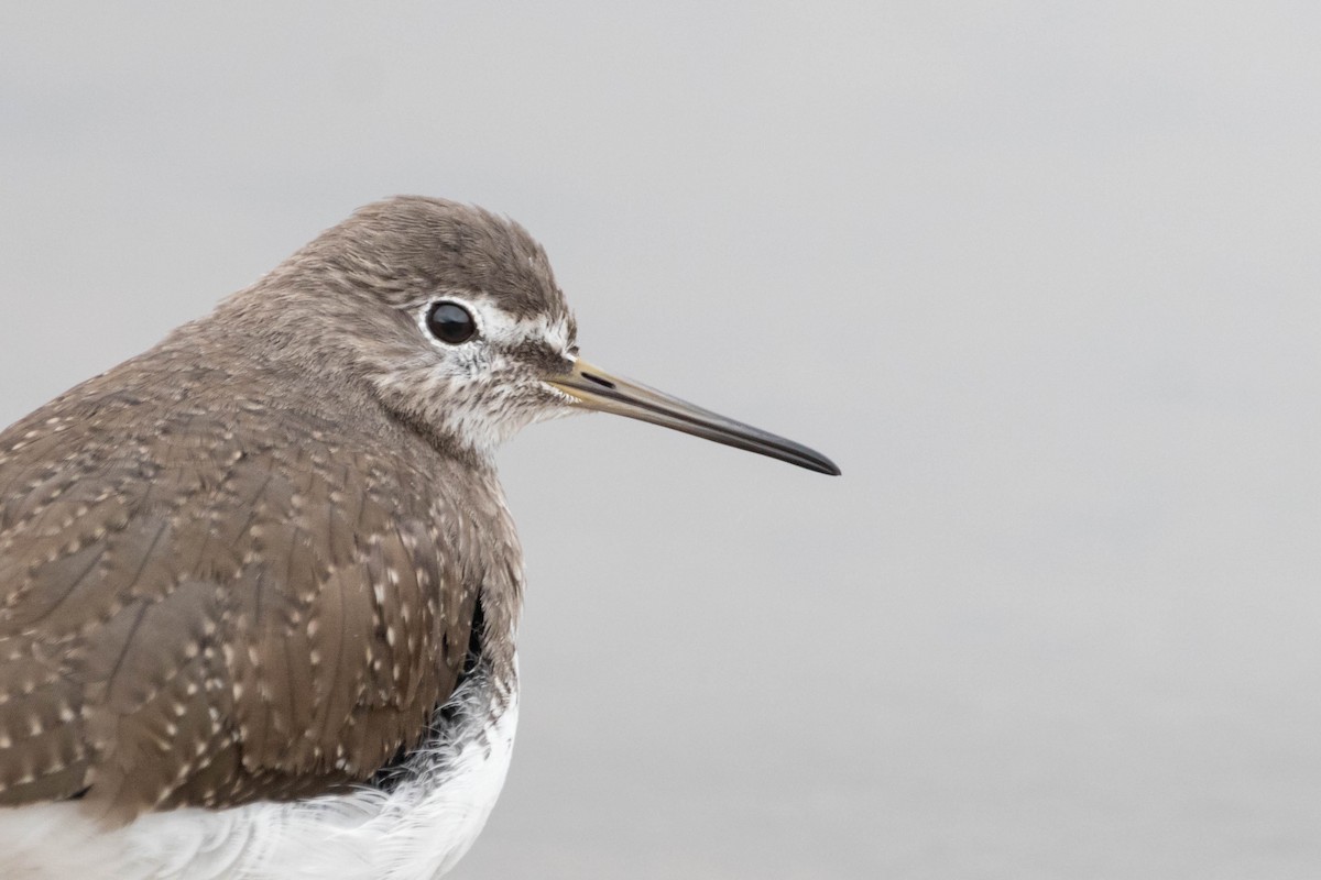 Waldwasserläufer - ML646471254