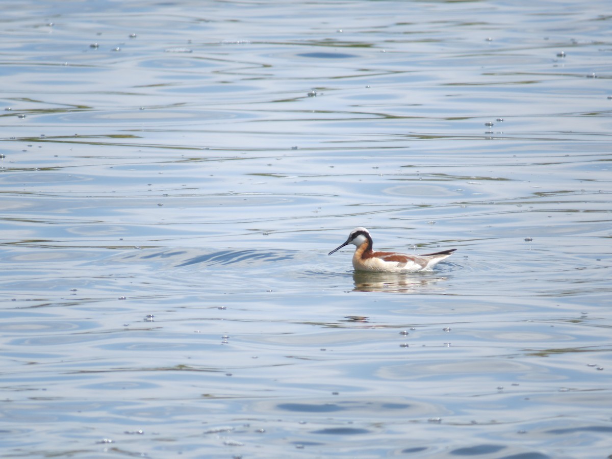 Wilson's Phalarope - ML646471255