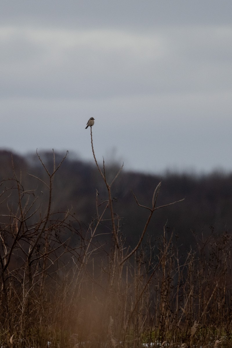 Pie-grièche boréale - ML646471259
