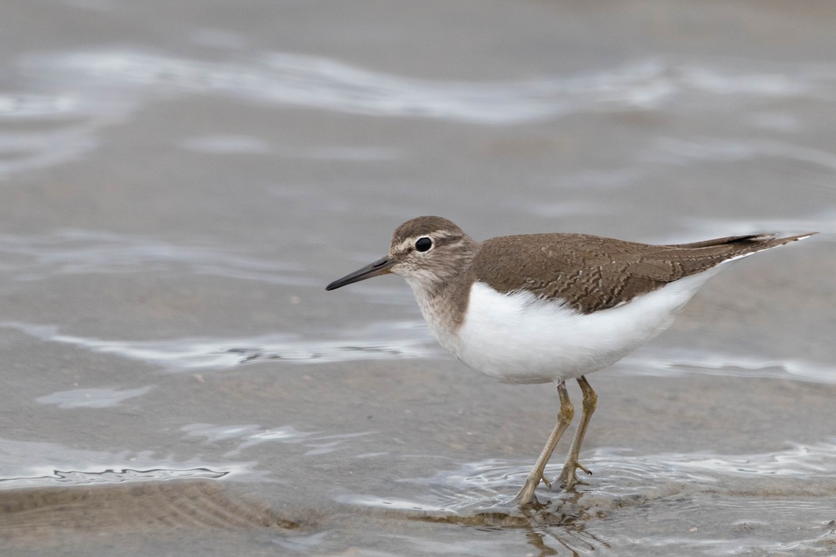 Хайргын хөгчүү - ML646471261