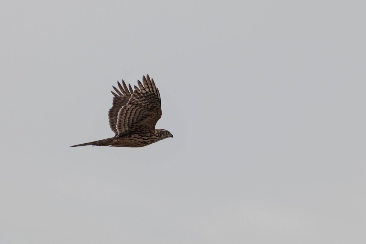 Eurasian Goshawk - ML646471262