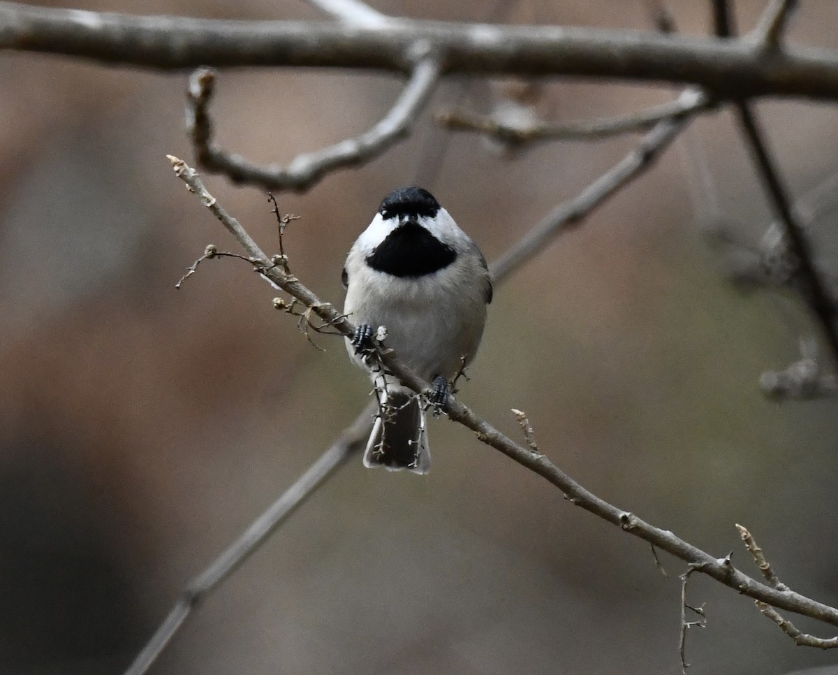 Carolina Chickadee - ML646471264
