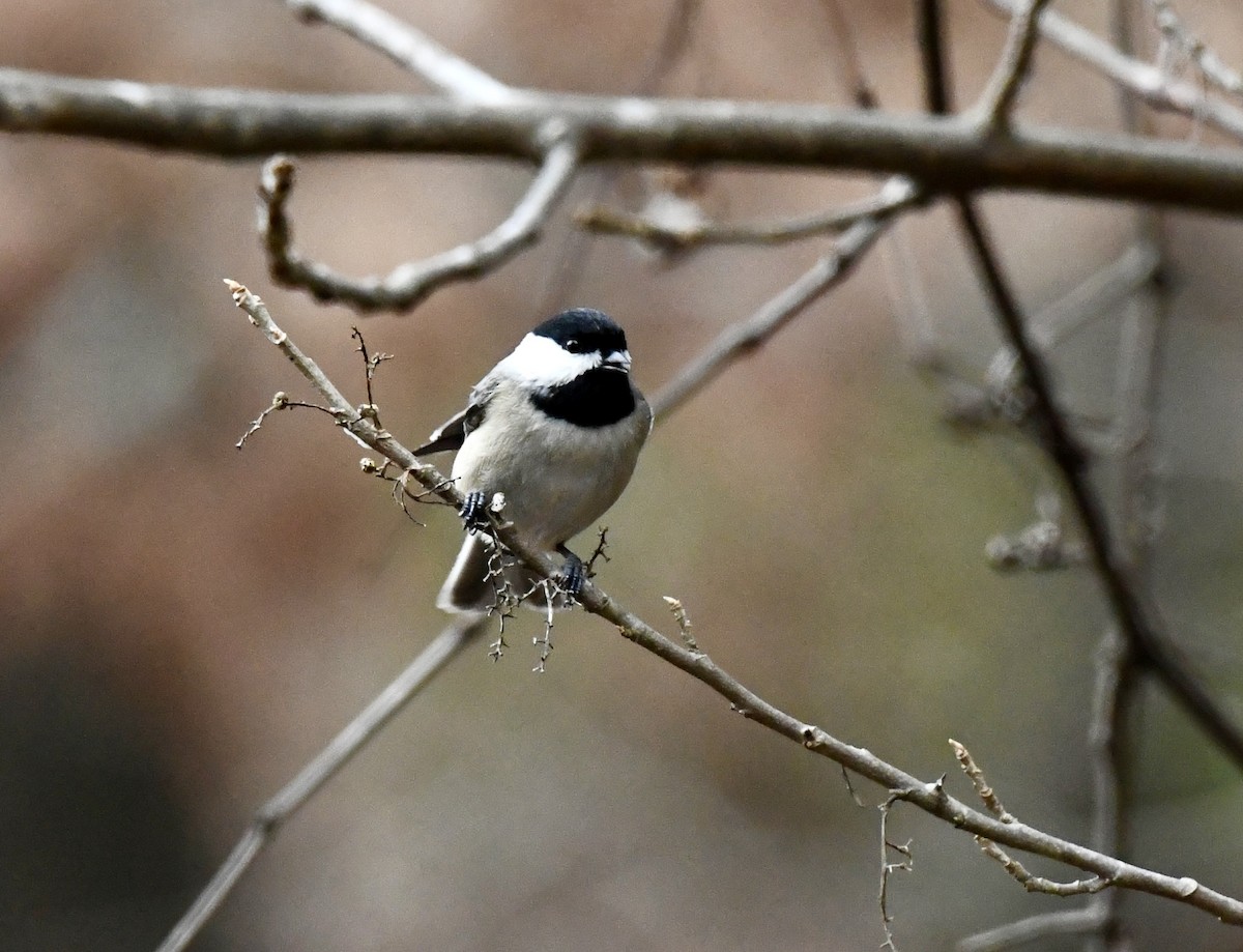 Carolina Chickadee - ML646471265
