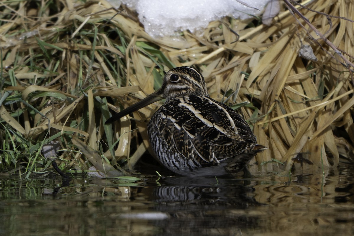 Wilson's Snipe - ML646471266