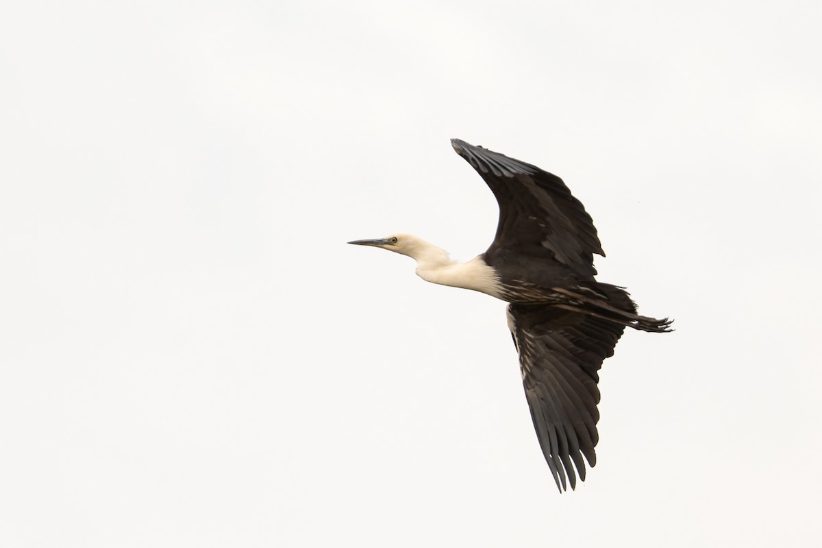 Ak Boyunlu Balıkçıl - ML646471268