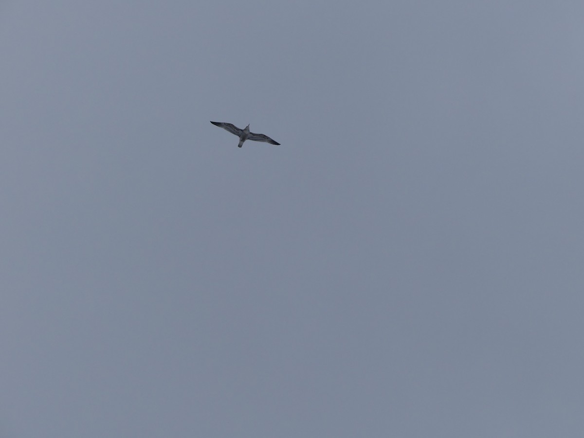 Ring-billed Gull - ML646471269