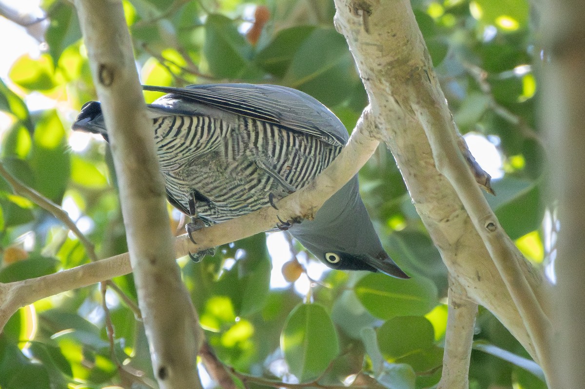 Barred Cuckooshrike - ML646471280
