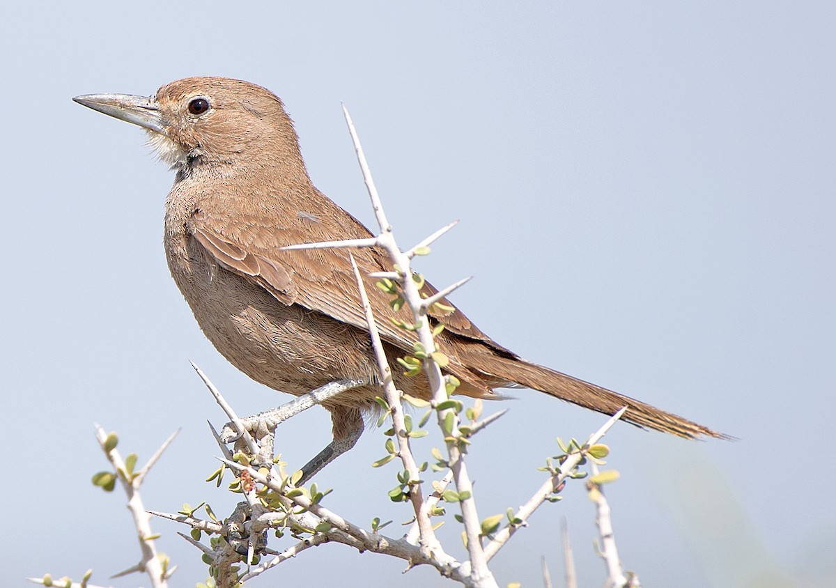 White-throated Cacholote - ML646471281