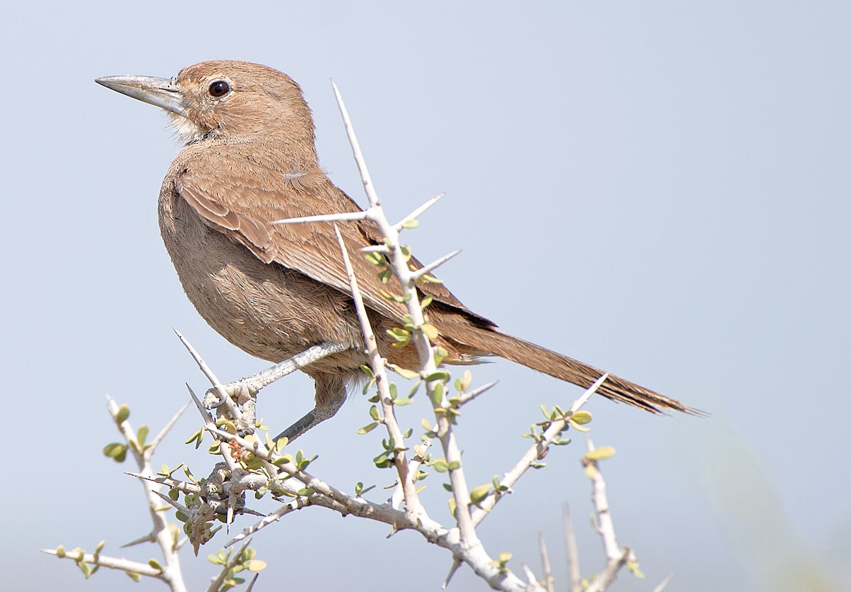 White-throated Cacholote - ML646471282