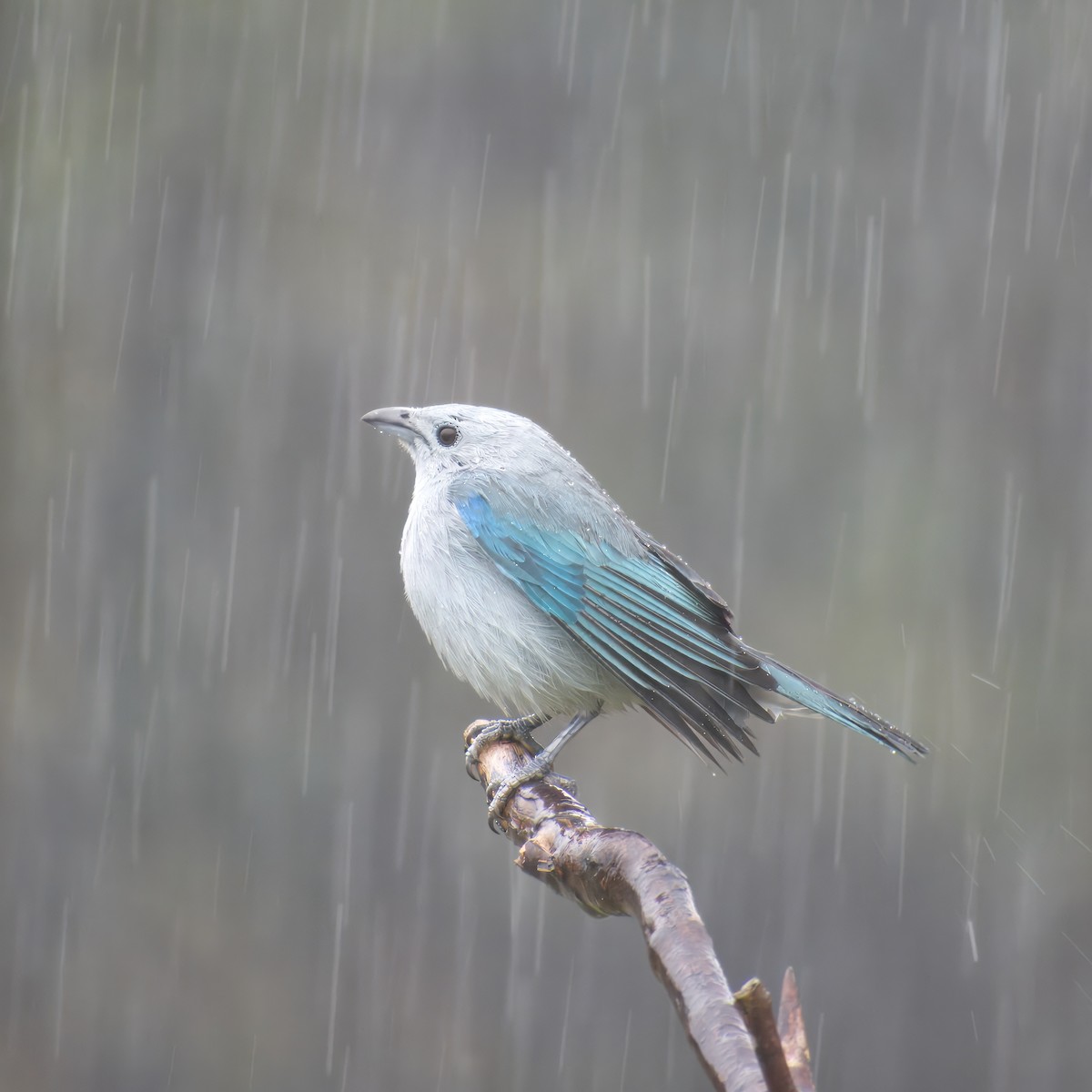 Blue-gray Tanager - ML646471283