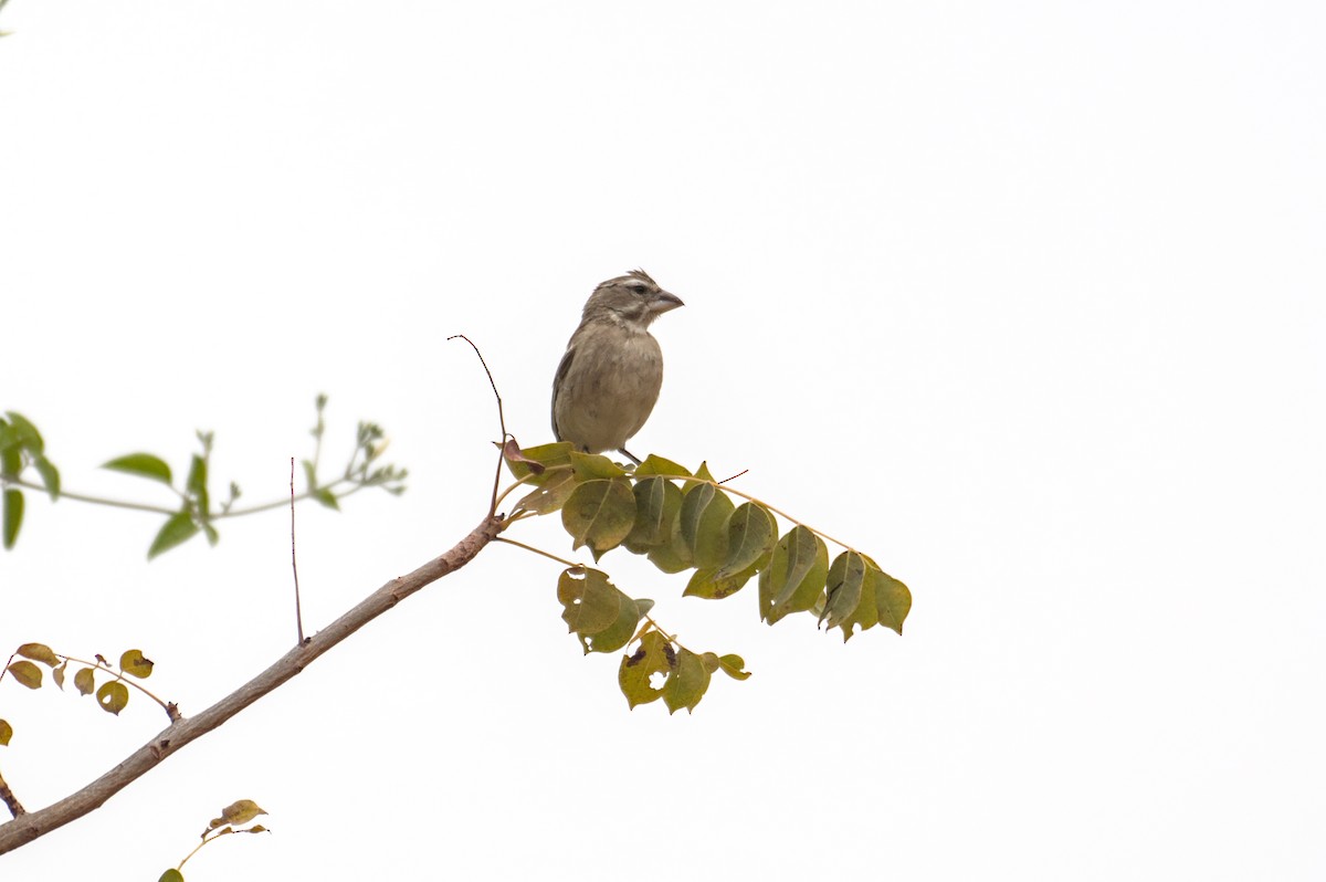 White-throated Canary - ML646471284