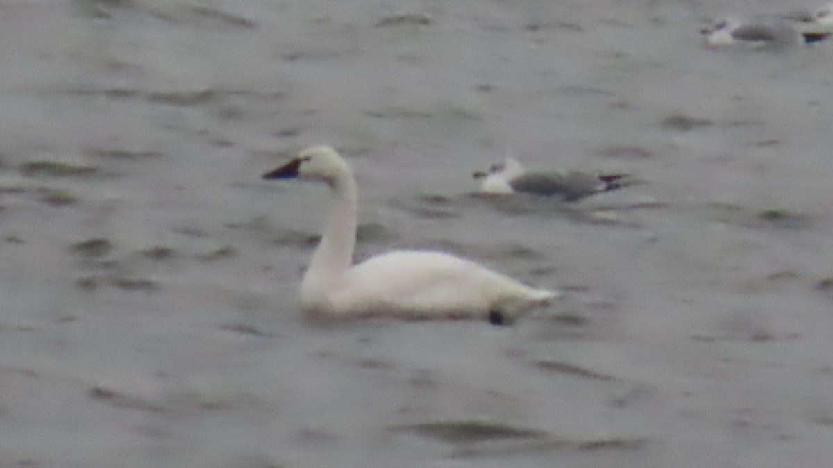 Американский лебедь - ML646471286