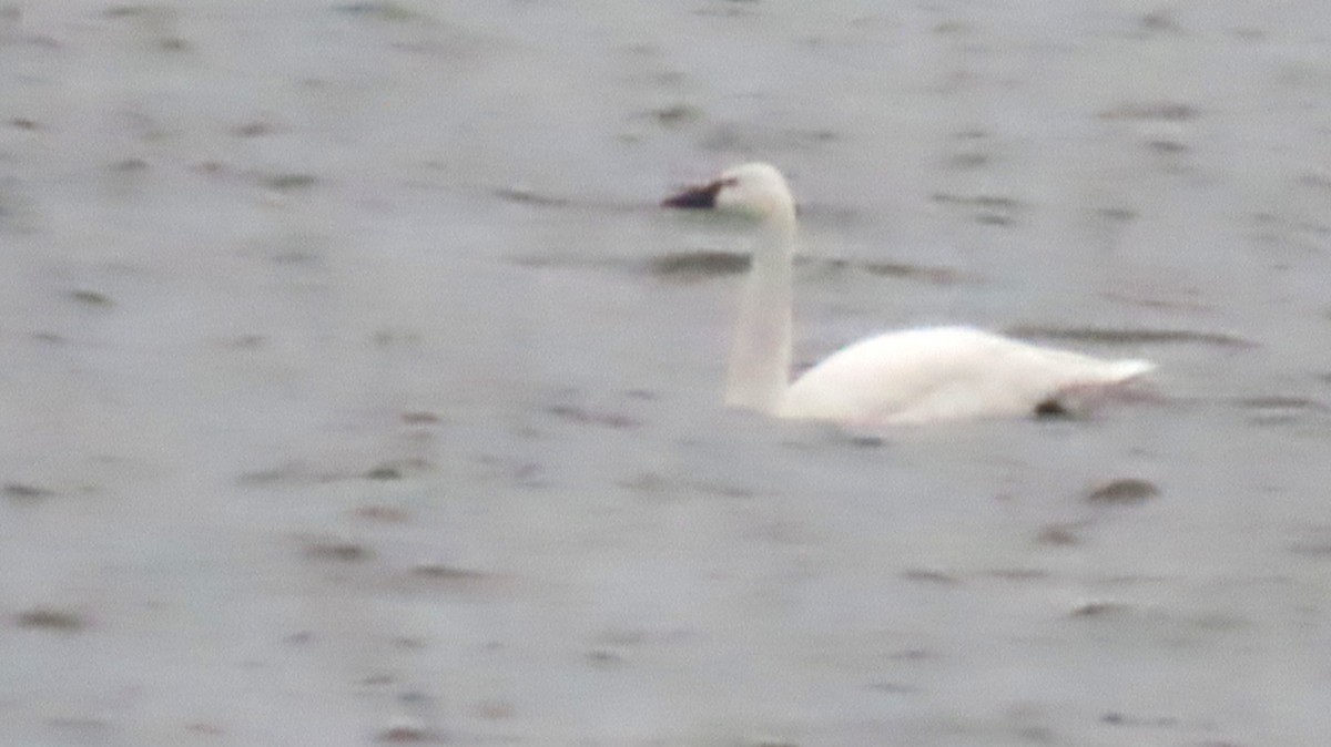 Американский лебедь - ML646471287