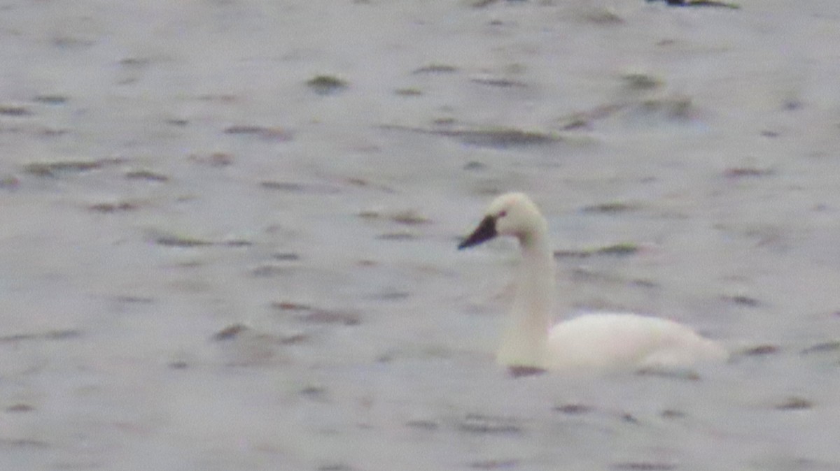 Американский лебедь - ML646471288