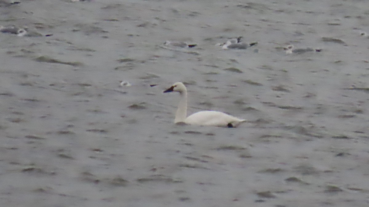 Американский лебедь - ML646471289