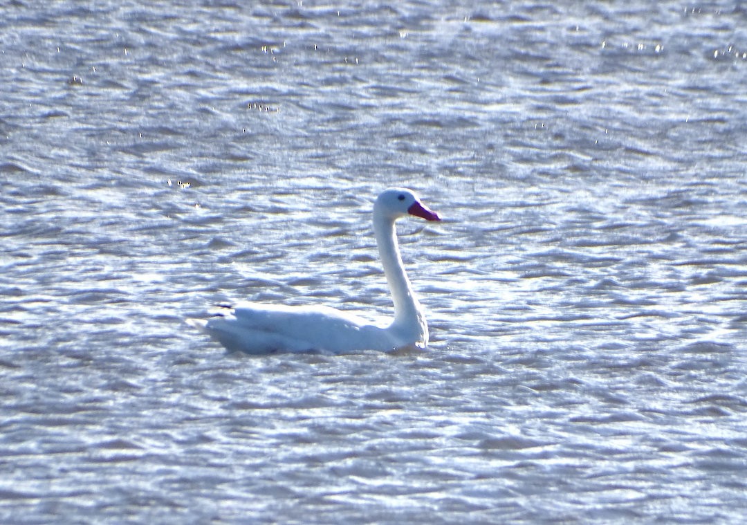 カモハクチョウ - ML646471290