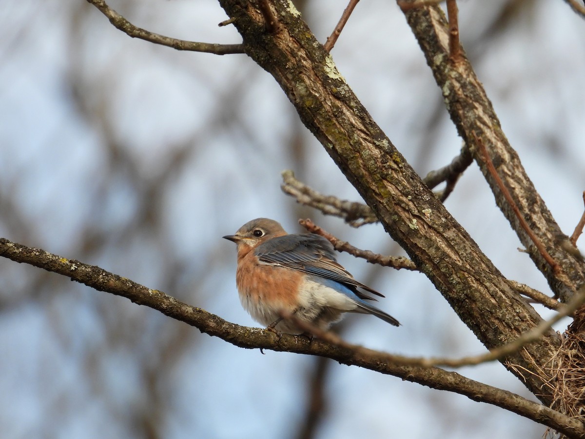 Eastern Bluebird - ML646471291