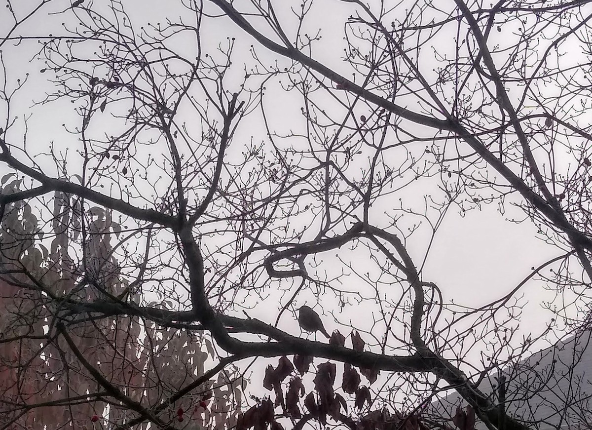 Hermit Thrush - ML646471297