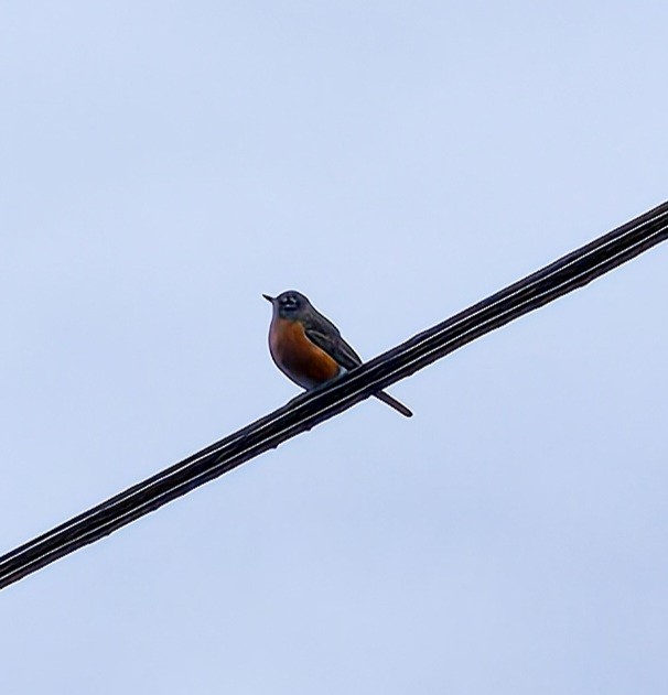 American Robin - ML646471302
