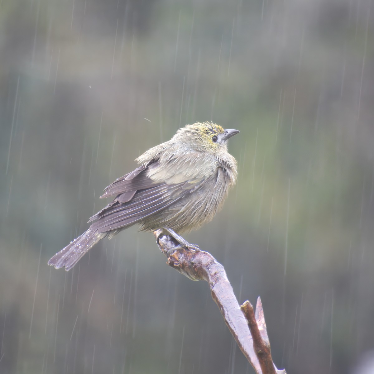 Palm Tanager - ML646471305