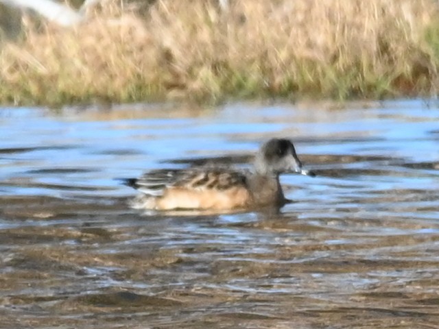 アメリカヒドリ - ML646471308