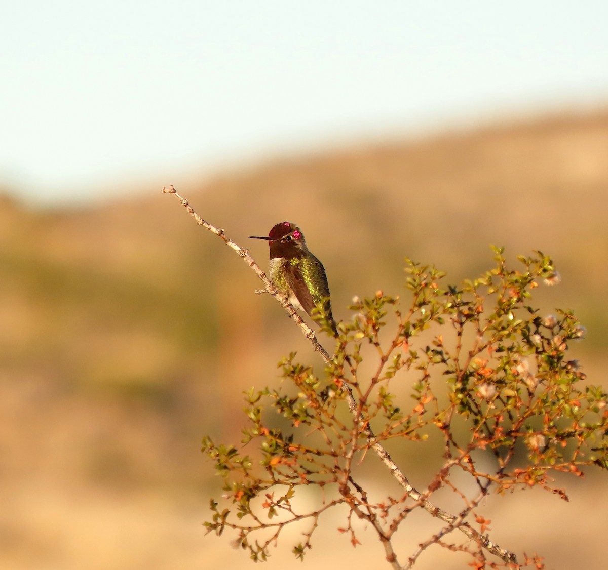 Anna's Hummingbird - ML646471309