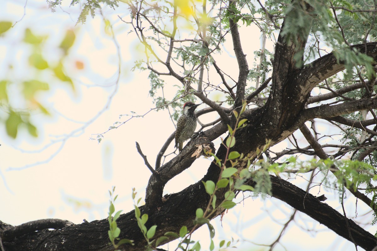 Bennett's Woodpecker - ML646471349