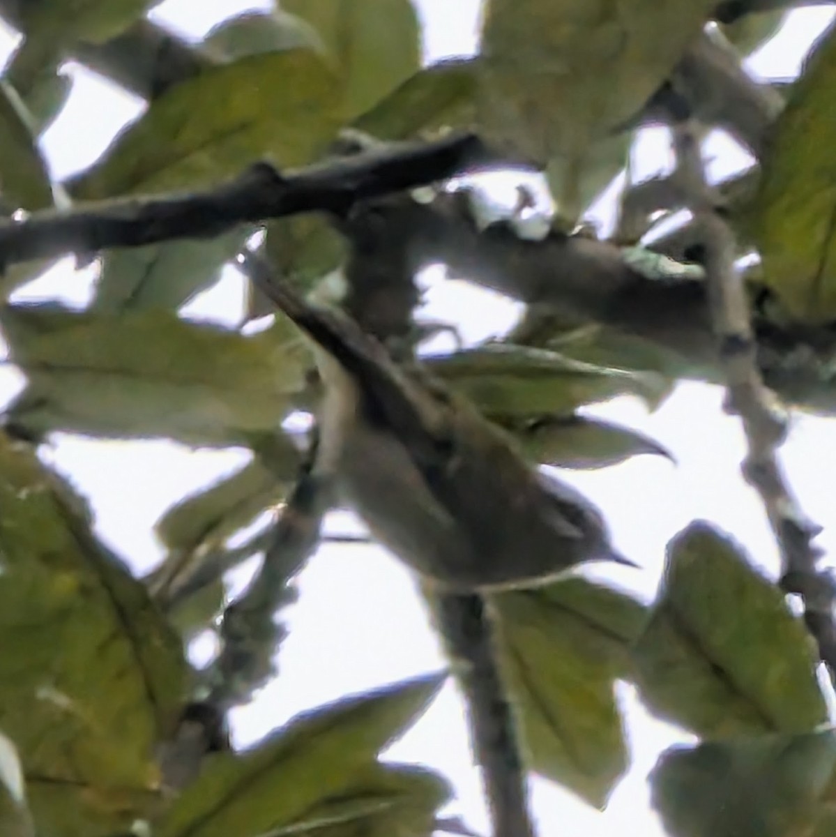 Common Firecrest - ML646471352