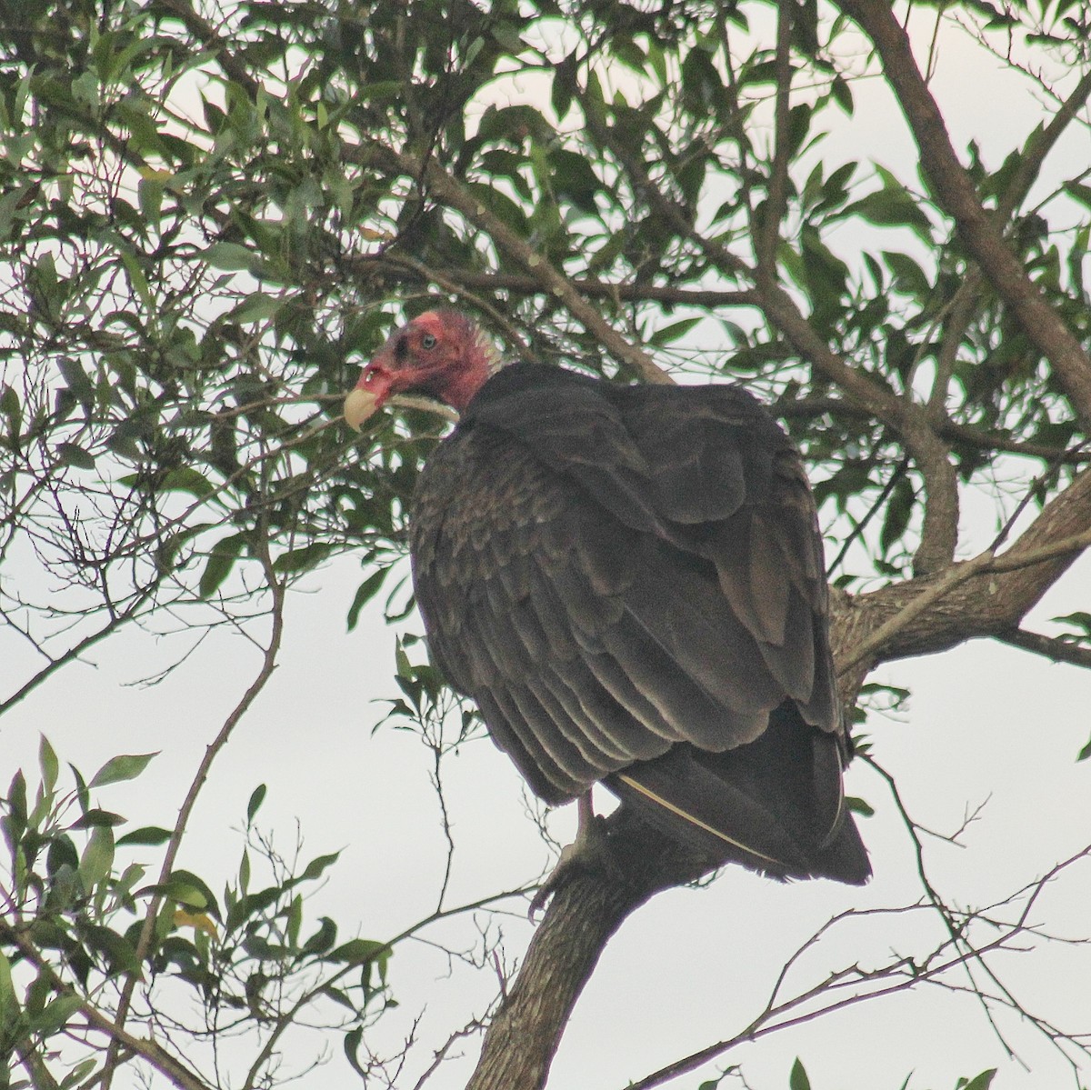 Urubu à tête rouge - ML646471374