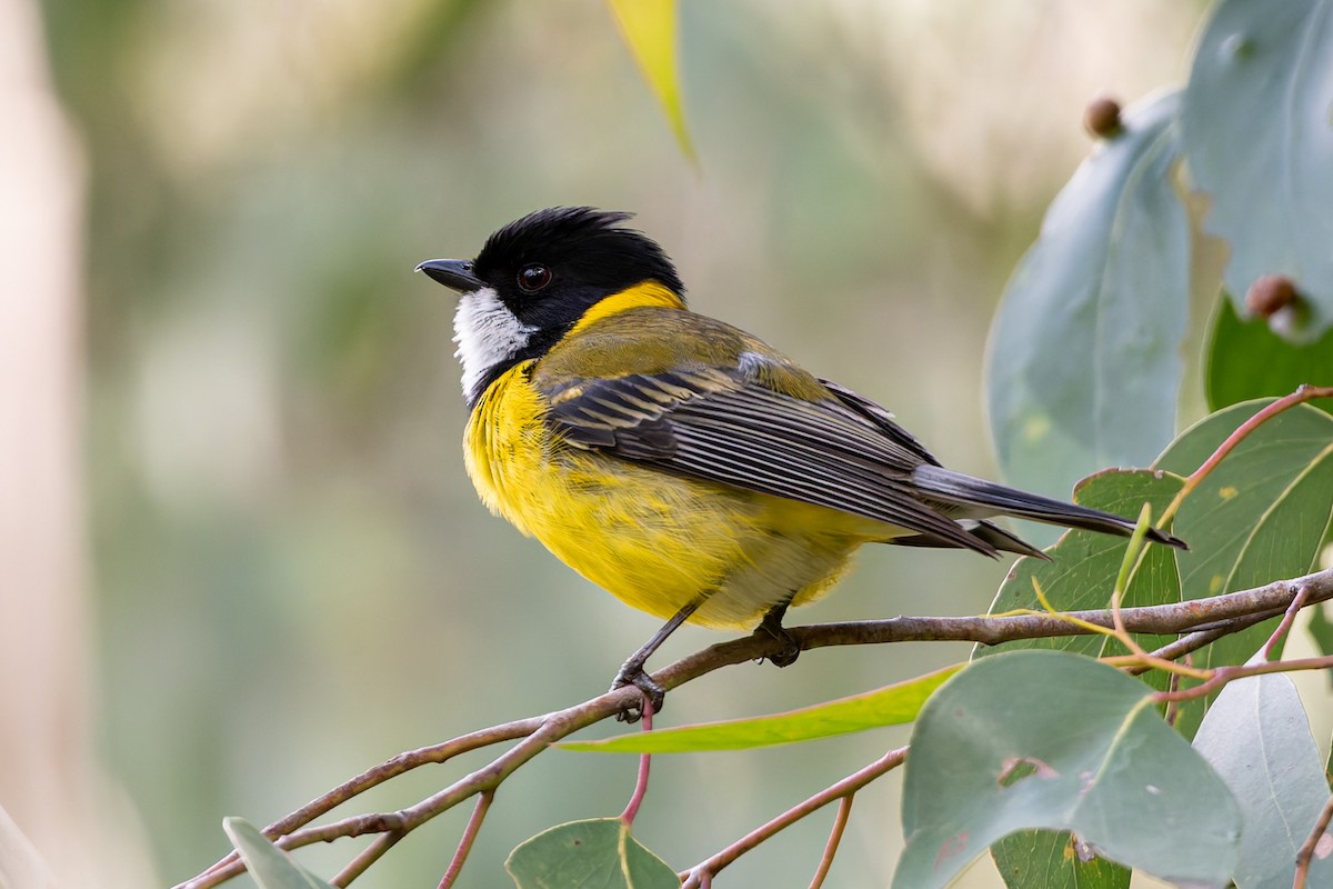 Altuni Islıkçı - ML646471378