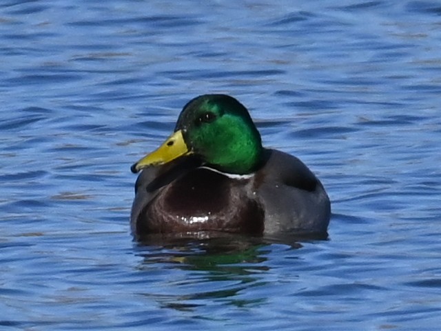 kachna divoká - ML646471379