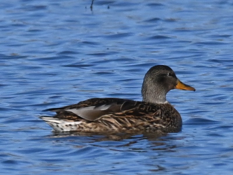 kachna divoká - ML646471380