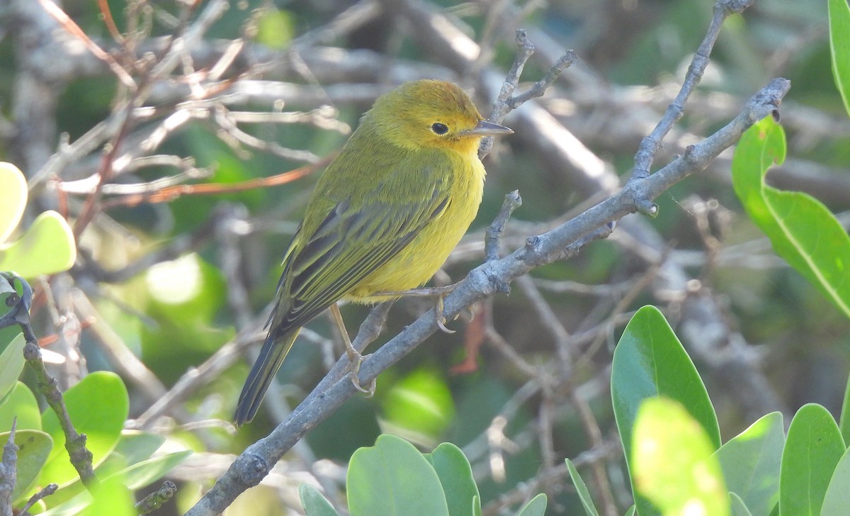 Mangrove Yellow Warbler - ML646471381