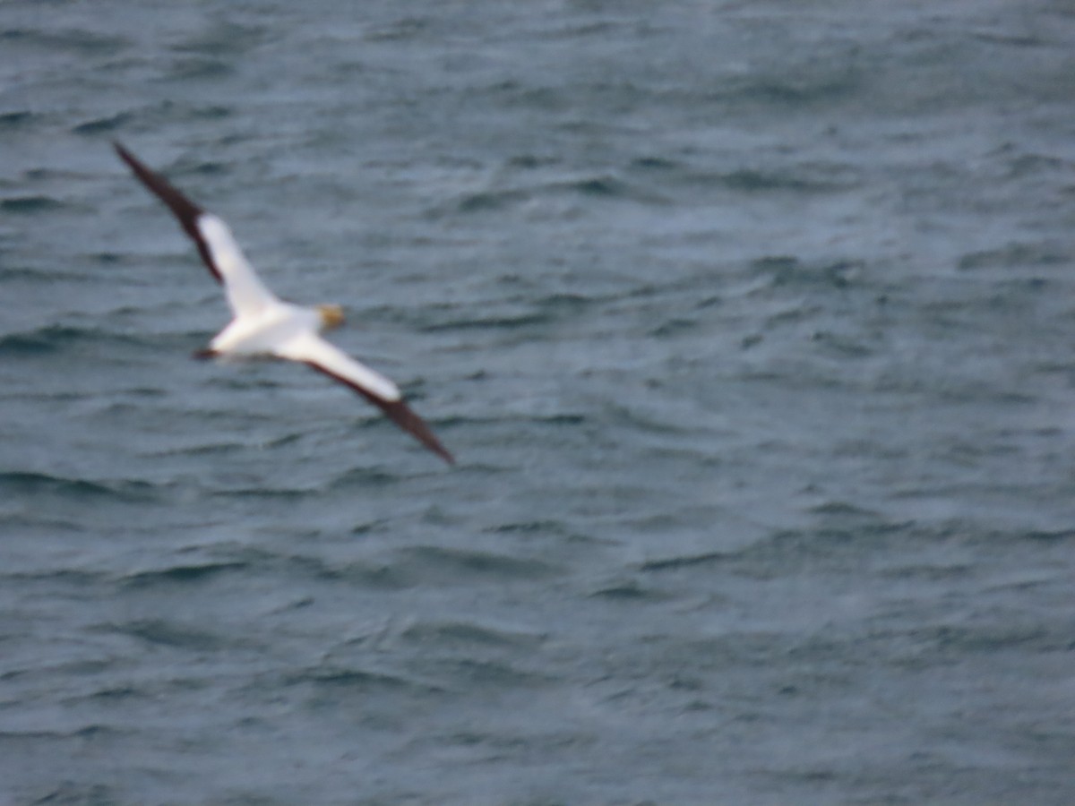 Australasian Gannet - ML646471383