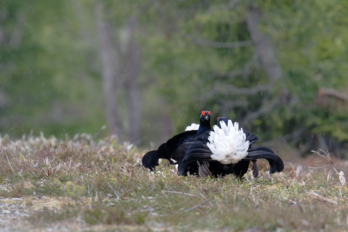 Black Grouse - ML646471385