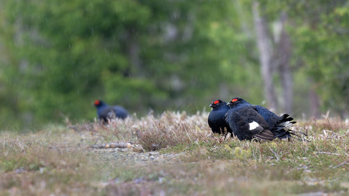 Black Grouse - ML646471386