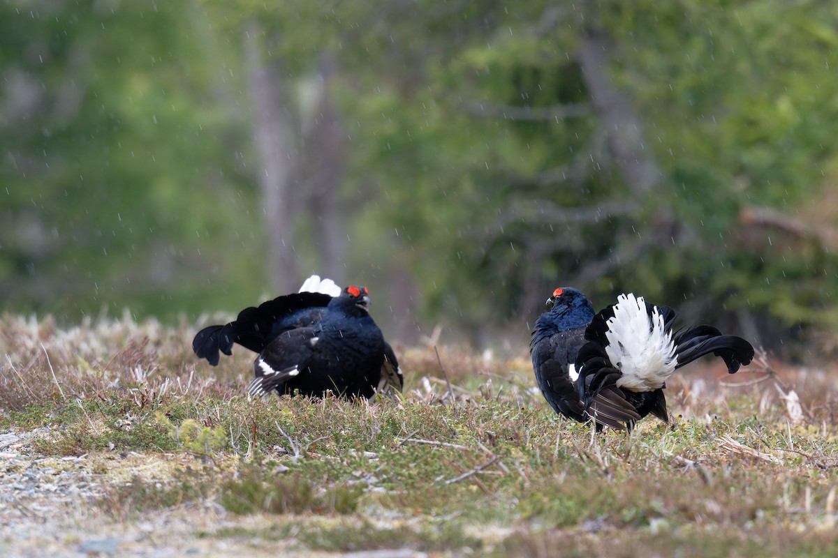 Black Grouse - ML646471387