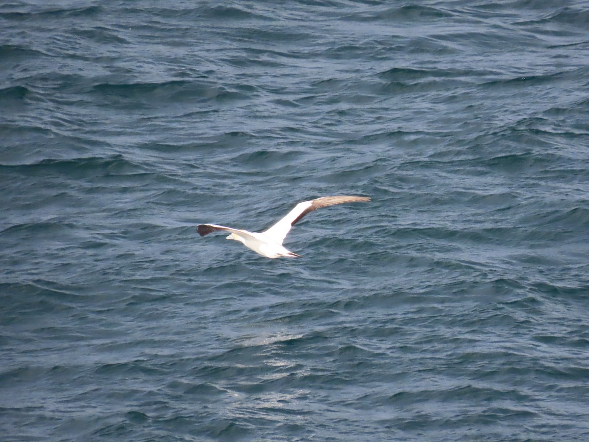 Australasian Gannet - ML646471388