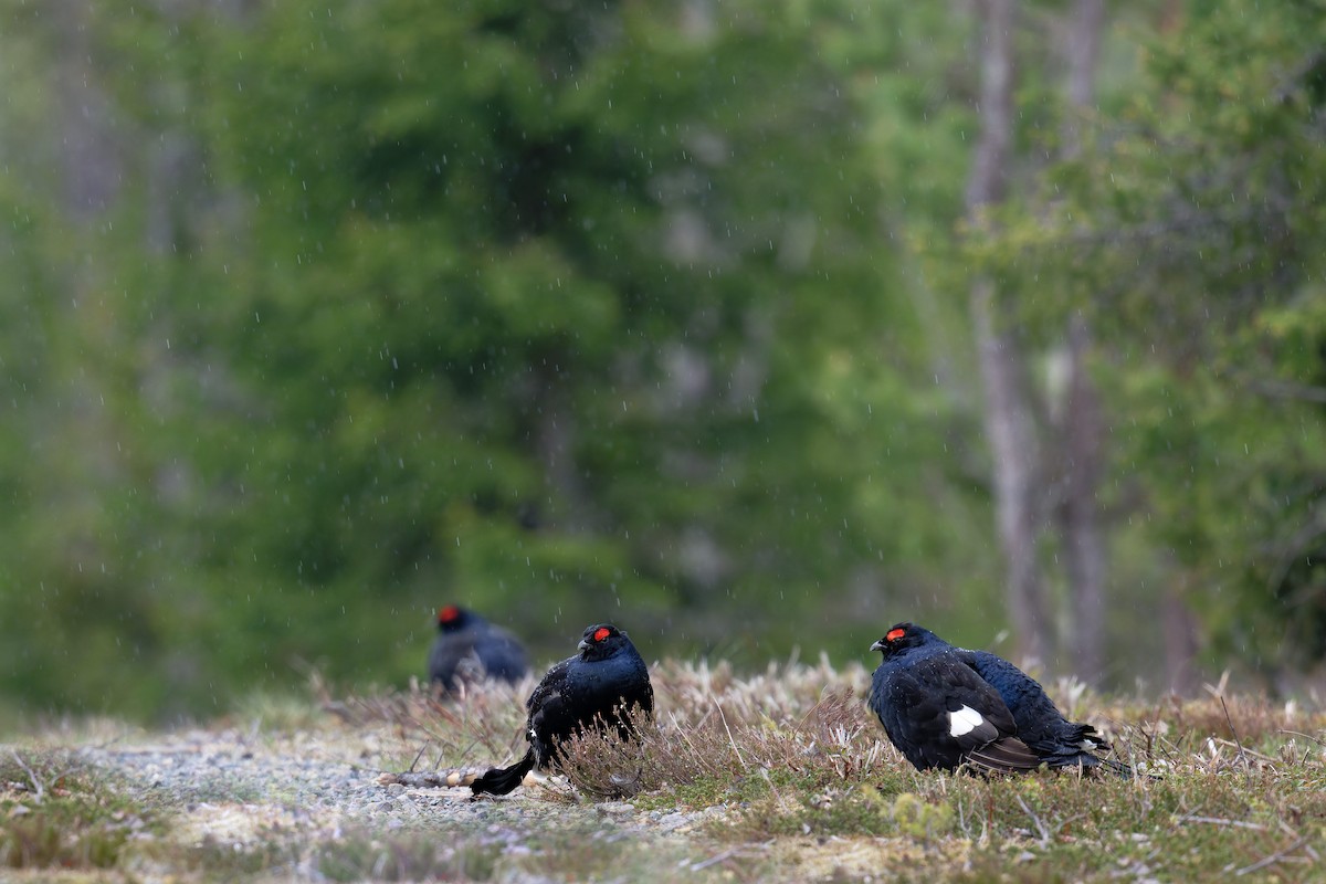 Black Grouse - ML646471389