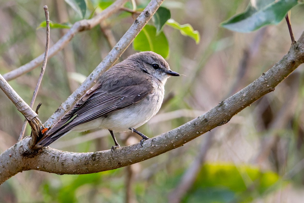 Jacky-winter - ML646471393